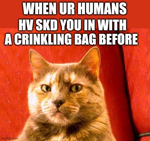 Suspicious Cat Meme | WHEN UR HUMANS; HV SKD YOU IN WITH A CRINKLING BAG BEFORE | image tagged in memes,suspicious cat | made w/ Imgflip meme maker