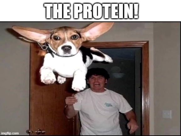 Mongrel. | THE PROTEIN! | image tagged in dog,food,protein | made w/ Imgflip meme maker
