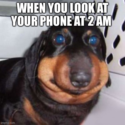 Dog | WHEN YOU LOOK AT YOUR PHONE AT 2 AM | image tagged in dog,oh yeah | made w/ Imgflip meme maker