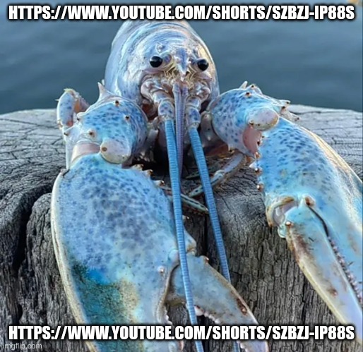 https://www.youtube.com/shorts/SZbzJ-IP88s | HTTPS://WWW.YOUTUBE.COM/SHORTS/SZBZJ-IP88S; HTTPS://WWW.YOUTUBE.COM/SHORTS/SZBZJ-IP88S | image tagged in the blue lobster | made w/ Imgflip meme maker