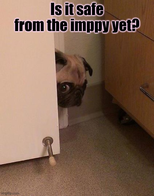 Guilty Pug | Is it safe from the imppy yet? | image tagged in guilty pug | made w/ Imgflip meme maker