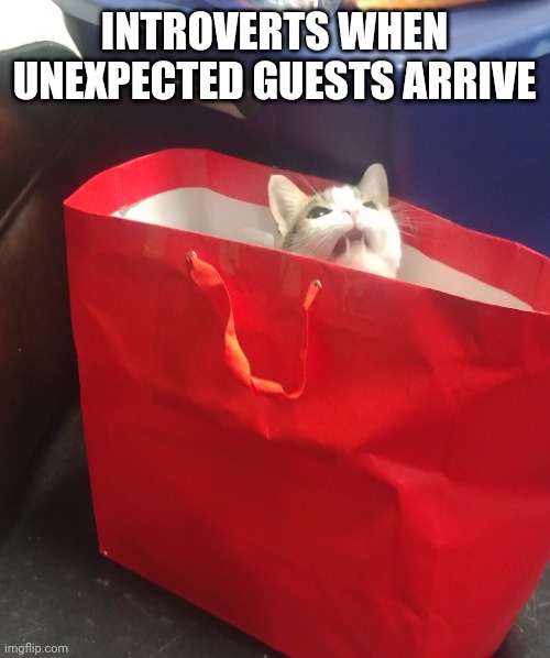Go away! | INTROVERTS WHEN UNEXPECTED GUESTS ARRIVE | image tagged in memes,funny,cat,introverts,introvert | made w/ Imgflip meme maker