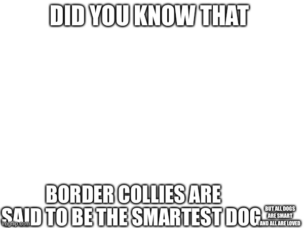 DID YOU KNOW THAT; BORDER COLLIES ARE SAID TO BE THE SMARTEST DOG; BUT ALL DOGS ARE SMART AND ALL ARE LOVED | made w/ Imgflip meme maker