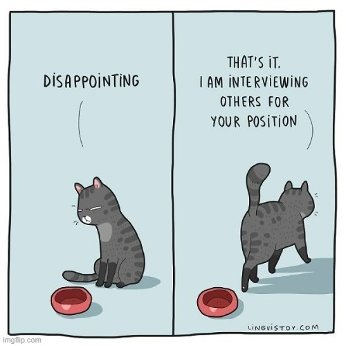 A Cat's Way Of Thinking | image tagged in memes,comics,cats,disappearing,job interview,your position | made w/ Imgflip meme maker