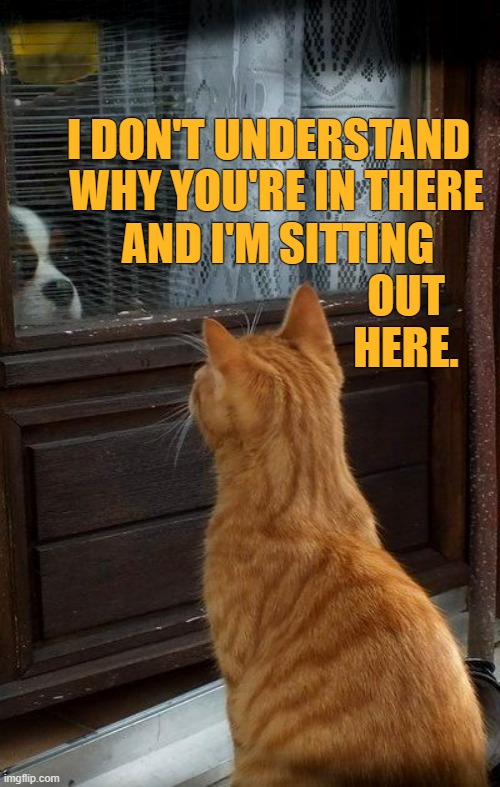 Why...Oh Why? | I DON'T UNDERSTAND; WHY YOU'RE IN THERE; AND I'M SITTING; OUT HERE. | image tagged in memes,cats,dogs,looking,window,why hello there | made w/ Imgflip meme maker