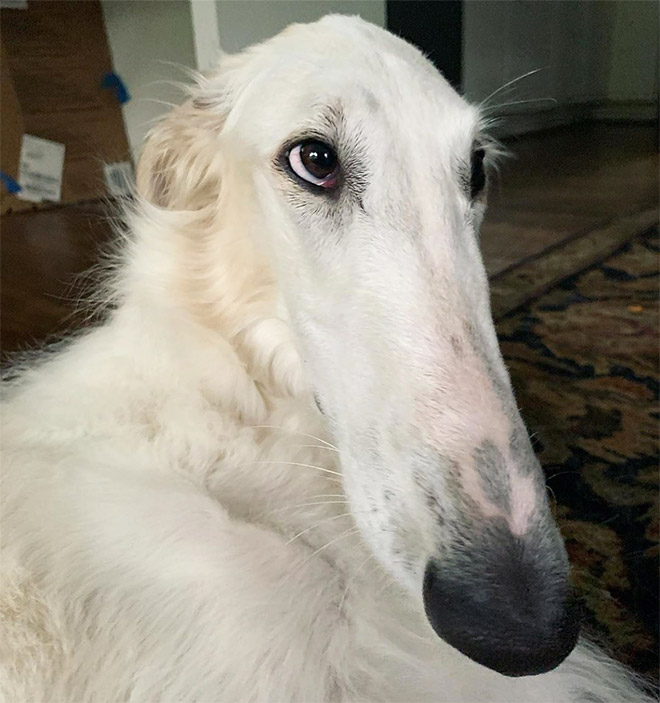 Long Nose Dog Blank Meme Template