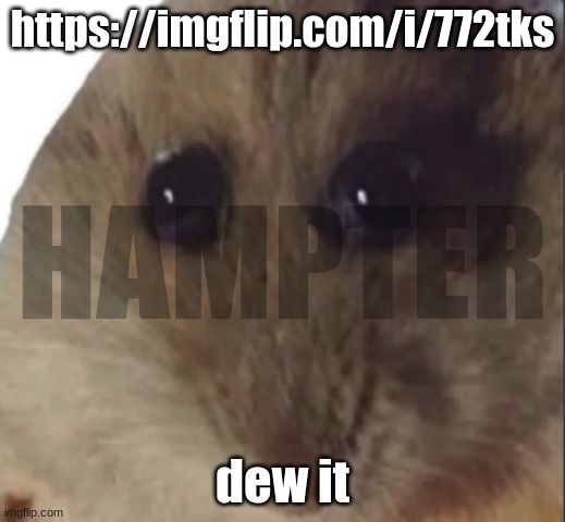 hampter | https://imgflip.com/i/772tks; HAMPTER; dew it | image tagged in hampter | made w/ Imgflip meme maker