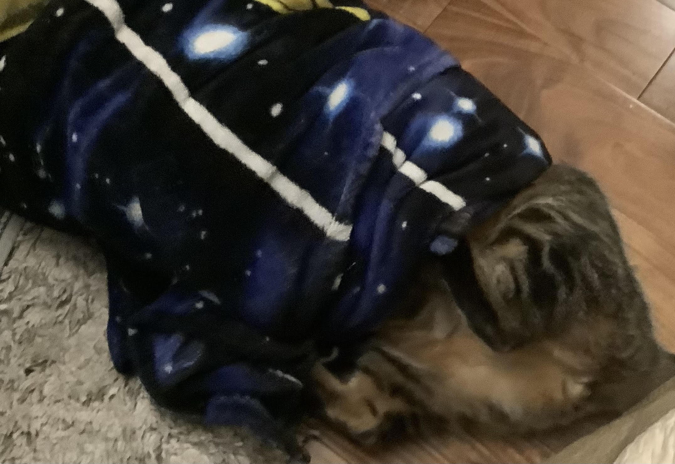 Cat stuck in a blanket meme Blank Meme Template