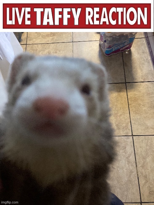 Didn’t reach 50 followers so I’ll just let y’all see my ferret as a meme you can use! | image tagged in live taffy reaction | made w/ Imgflip meme maker