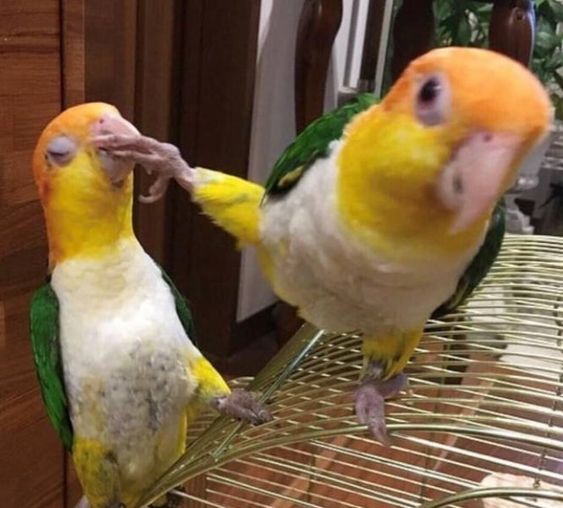 parrot kicking Blank Meme Template