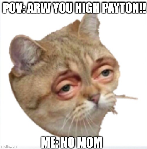 high cat | POV: ARW YOU HIGH PAYTON!! ME: NO MOM | made w/ Imgflip meme maker