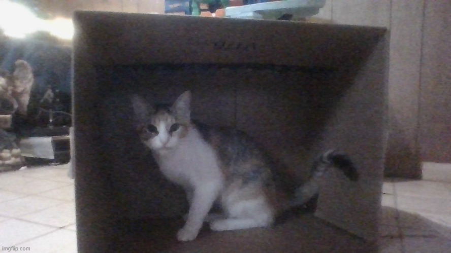 What is y'alls opinion on this cat? | made w/ Imgflip meme maker