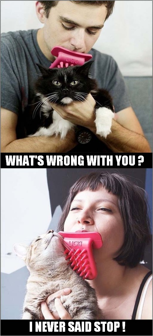 Strange Licking Brush ! | WHAT'S WRONG WITH YOU ? I NEVER SAID STOP ! | image tagged in cats,licking | made w/ Imgflip meme maker