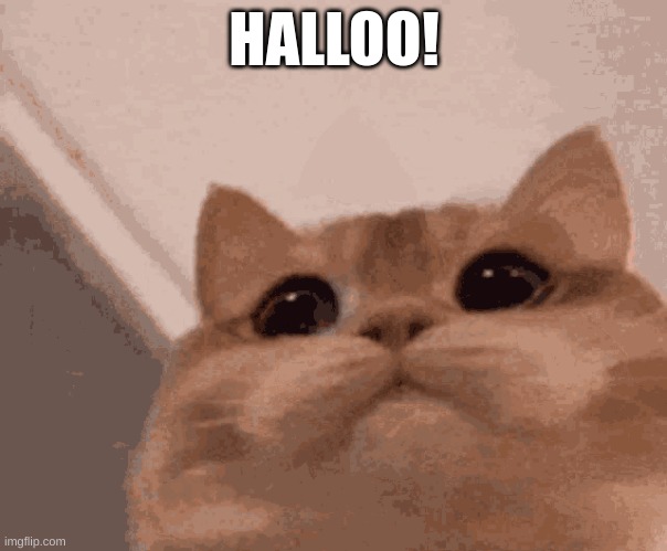 Hallo | HALLOO! | image tagged in cats | made w/ Imgflip meme maker