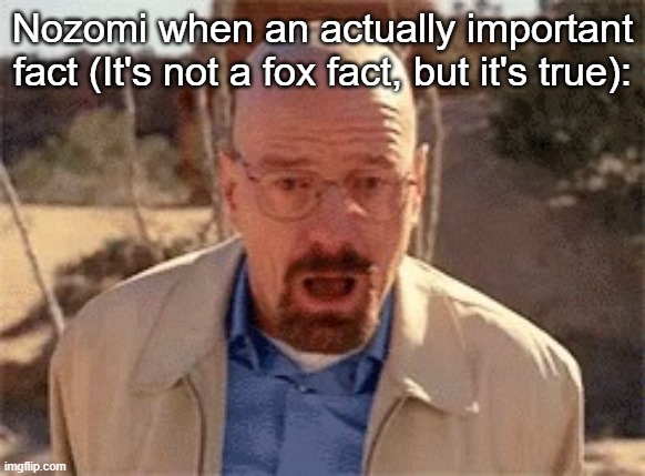 Walter White | Nozomi when an actually important fact (It's not a fox fact, but it's true): | image tagged in walter white | made w/ Imgflip meme maker
