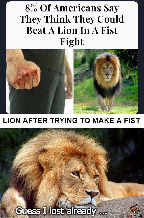 LION AFTER TRYING TO MAKE A FIST; Guess I lost already ... | image tagged in americans,funny,lion,animals | made w/ Imgflip meme maker