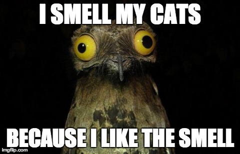 Weird Stuff I Do Potoo Meme | I SMELL MY CATS BECAUSE I LIKE THE SMELL | image tagged in memes,weird stuff i do potoo,AdviceAnimals | made w/ Imgflip meme maker