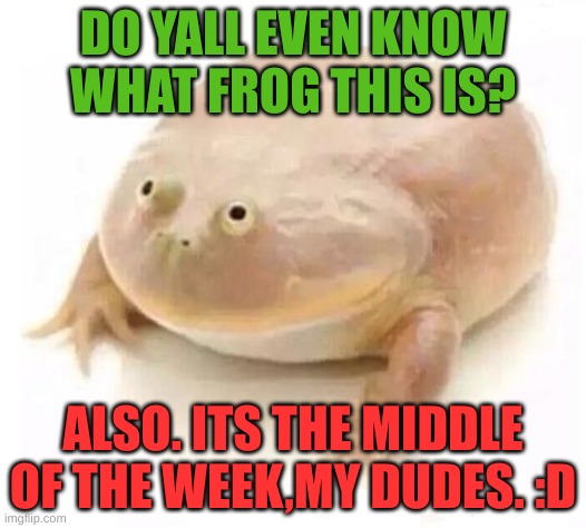 My Dudes | DO YALL EVEN KNOW WHAT FROG THIS IS? ALSO. ITS THE MIDDLE OF THE WEEK,MY DUDES. :D | image tagged in my dudes | made w/ Imgflip meme maker