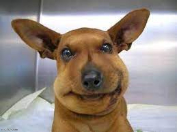 image tagged in dog stung by bees | made w/ Imgflip meme maker