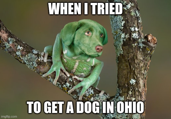Only in Ohio | WHEN I TRIED; TO GET A DOG IN OHIO | image tagged in funny memes | made w/ Imgflip meme maker
