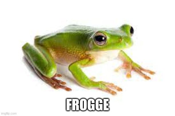 Make this the most liked meme | FROGGE | image tagged in frog | made w/ Imgflip meme maker