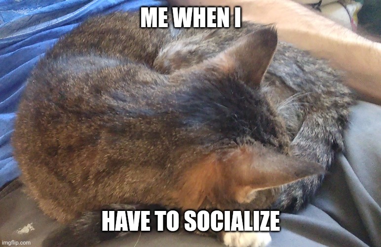 Crab rave ? | ME WHEN I; HAVE TO SOCIALIZE | image tagged in scared cat | made w/ Imgflip meme maker
