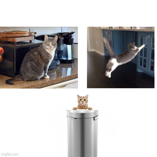 Cat falls in trash can | image tagged in cats | made w/ Imgflip meme maker