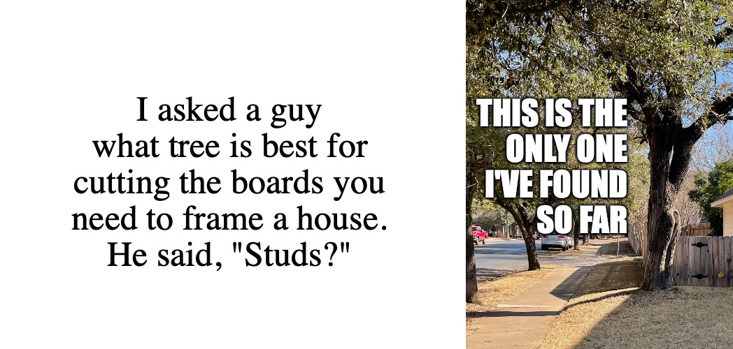 Always nice to start the day with a little rafter. | I asked a guy what tree is best for cutting the boards you
need to frame a house.
He said, "Studs?"; THIS IS THE
ONLY ONE
I'VE FOUND
SO FAR | image tagged in stud tree,lumber,construction,tree,bodybuilder,puns | made w/ Imgflip meme maker