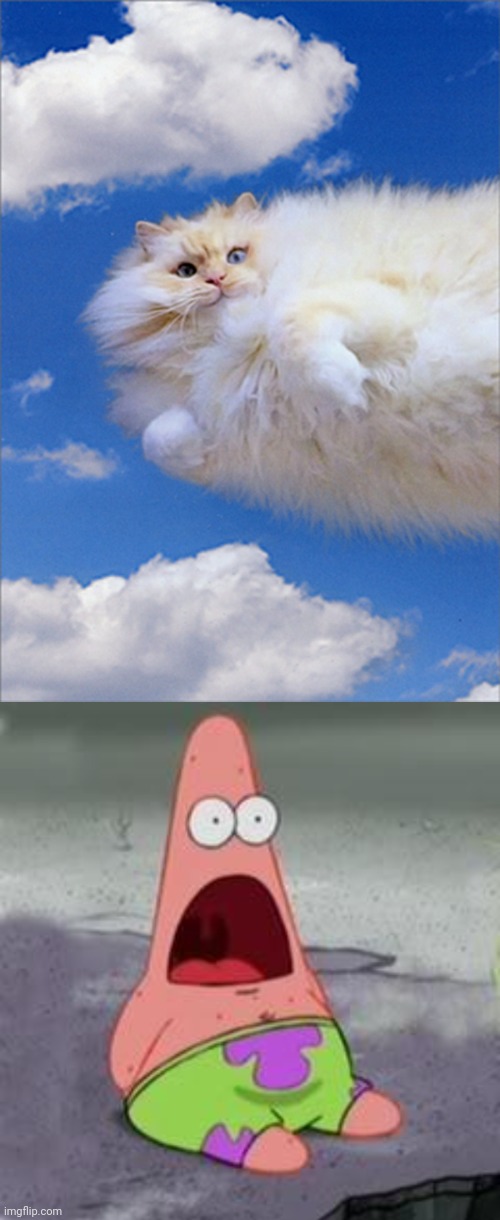 Cat cloud | image tagged in suprised patrick,memes,cats,cat,clouds,cloud | made w/ Imgflip meme maker