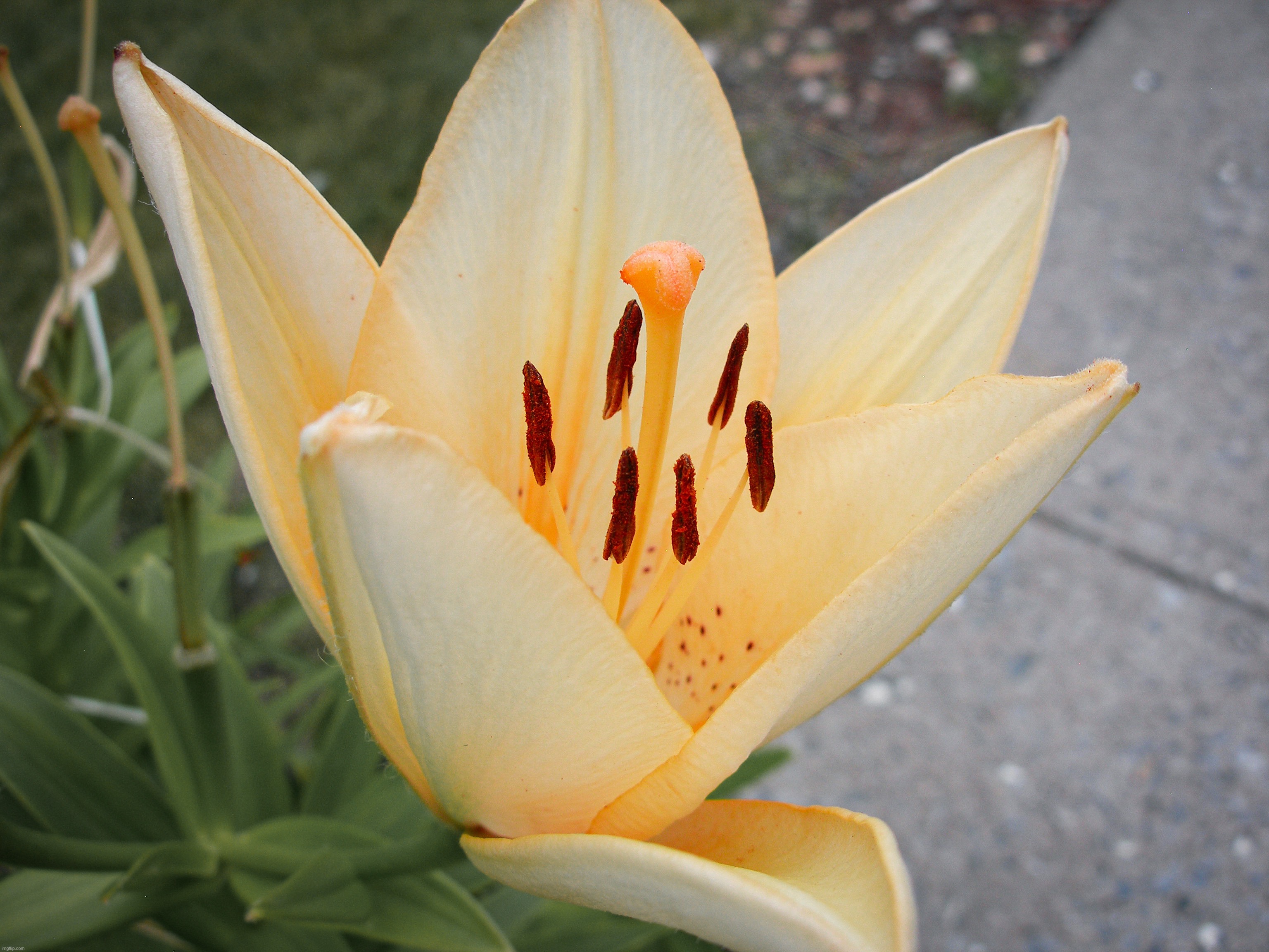 A picture of a Lily I took with my Olympus C7000 back in June. Day 3 of posting a daily photo | image tagged in share your own photos | made w/ Imgflip meme maker