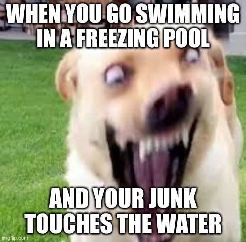Crazy dog man | WHEN YOU GO SWIMMING IN A FREEZING POOL; AND YOUR JUNK TOUCHES THE WATER | image tagged in crazy dog man | made w/ Imgflip meme maker