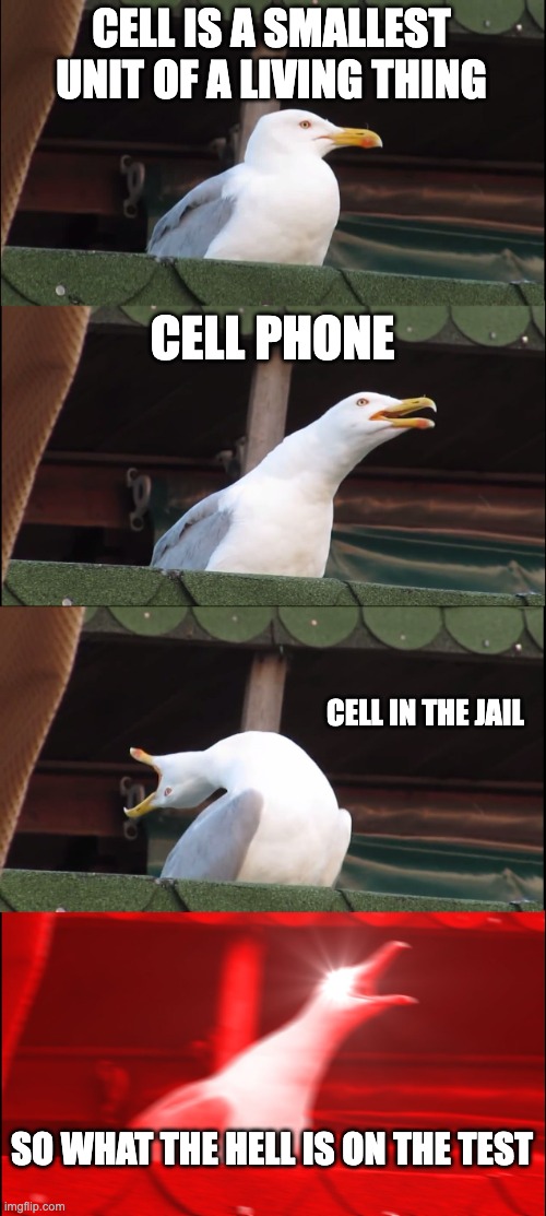Meme for my science class lol | CELL IS A SMALLEST UNIT OF A LIVING THING; CELL PHONE; CELL IN THE JAIL; SO WHAT THE HELL IS ON THE TEST | image tagged in memes,inhaling seagull | made w/ Imgflip meme maker