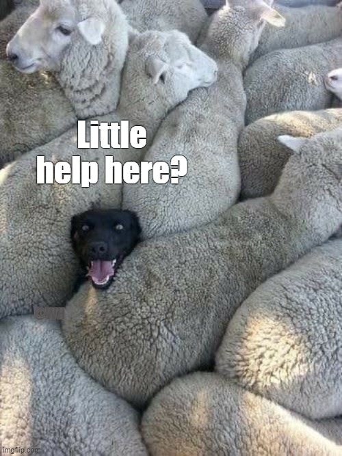 Little Help Here? | Little help here? @WH | image tagged in sheepdog,trouble,squished | made w/ Imgflip meme maker