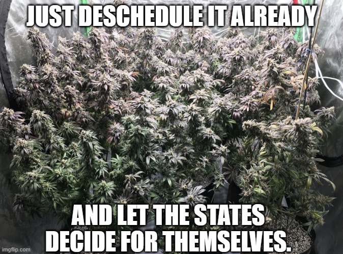 Cannabis Grow | JUST DESCHEDULE IT ALREADY; AND LET THE STATES DECIDE FOR THEMSELVES. | image tagged in cannabis grow | made w/ Imgflip meme maker