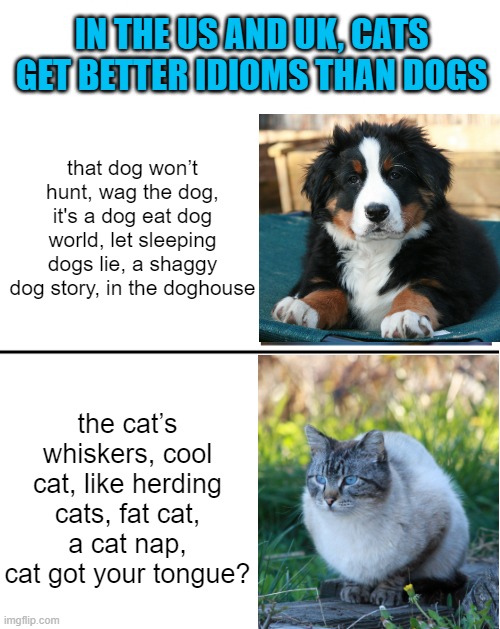 it's true | IN THE US AND UK, CATS GET BETTER IDIOMS THAN DOGS; that dog won’t hunt, wag the dog, it's a dog eat dog world, let sleeping dogs lie, a shaggy dog story, in the doghouse; the cat’s whiskers, cool cat, like herding cats, fat cat, a cat nap, cat got your tongue? | image tagged in blank white template,excited vs bored,cat,dog | made w/ Imgflip meme maker