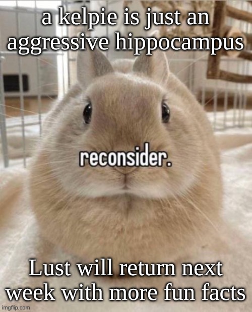 reconsider | a kelpie is just an aggressive hippocampus; Lust will return next week with more fun facts | image tagged in reconsider | made w/ Imgflip meme maker