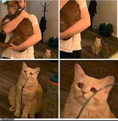 jealous cat | image tagged in jealous cat | made w/ Imgflip meme maker