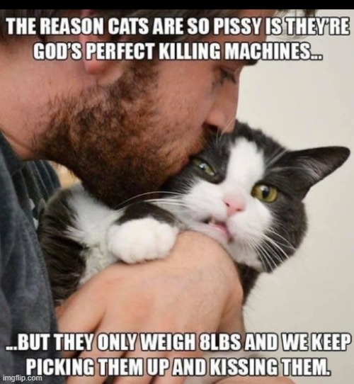 Kissing Kitty Killing Machines | image tagged in cat,cat kissing,silly kitty | made w/ Imgflip meme maker