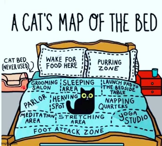 image tagged in memes,comics,cats,bed,map,so cute | made w/ Imgflip meme maker