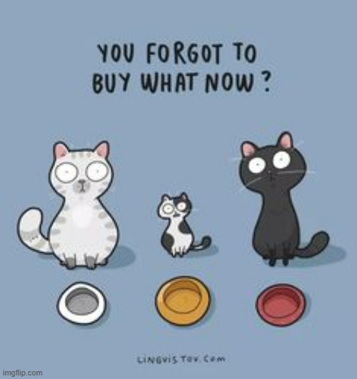 A Cat's Way Of Thinking | image tagged in memes,comics,cats,forgot,buy,say what again | made w/ Imgflip meme maker