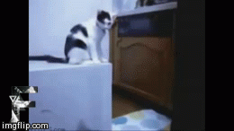 Troll cat | image tagged in gifs cat cats kitty kitties funny troll fight trick hilarious lol | made w/ Imgflip video-to-gif maker