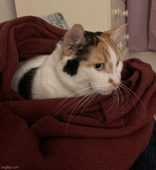 Spotty in Blanket | image tagged in cat | made w/ Imgflip meme maker