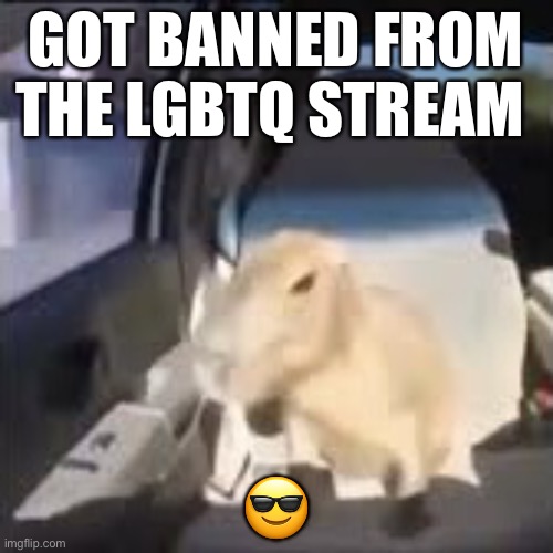 Ok I pull up capybara | GOT BANNED FROM THE LGBTQ STREAM; 😎 | image tagged in ok i pull up capybara | made w/ Imgflip meme maker