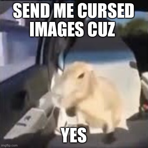 Ok I pull up capybara | SEND ME CURSED IMAGES CUZ; YES | image tagged in ok i pull up capybara | made w/ Imgflip meme maker