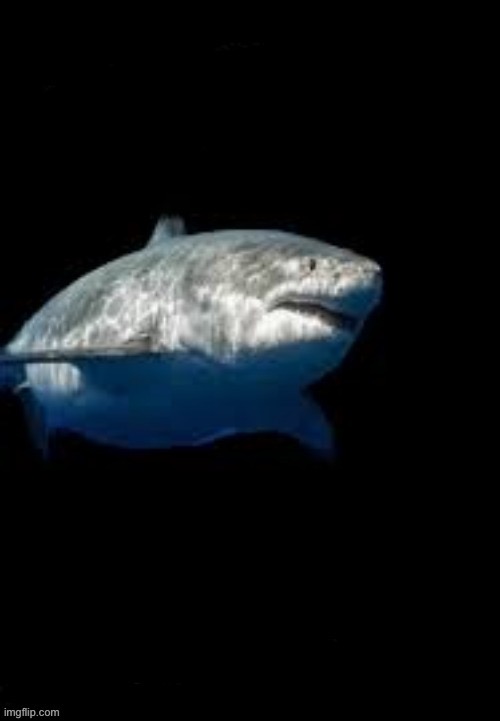 Terry the fat shark template | image tagged in terry the fat shark template | made w/ Imgflip meme maker