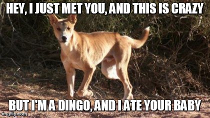 HEY, I JUST MET YOU, AND THIS IS CRAZY BUT I'M A DINGO, AND I ATE YOUR BABY | made w/ Imgflip meme maker