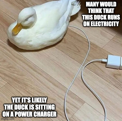 Duck With Power Charger | MANY WOULD THINK THAT THIS DUCK RUNS ON ELECTRICITY; YET IT'S LIKELY THE DUCK IS SITTING ON A POWER CHARGER | image tagged in charger,duck,memes | made w/ Imgflip meme maker
