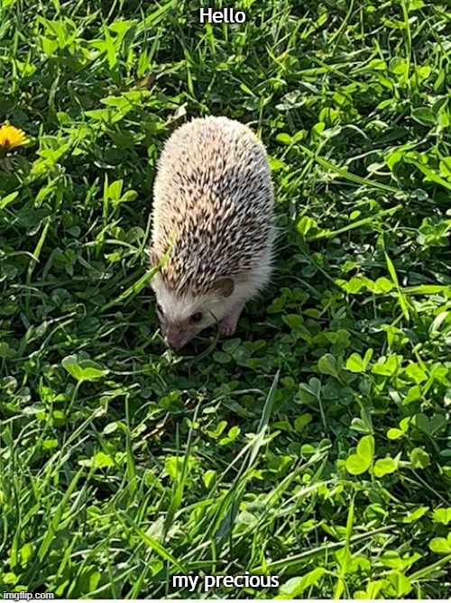 Hedgehog | Hello; my precious | image tagged in pets | made w/ Imgflip meme maker