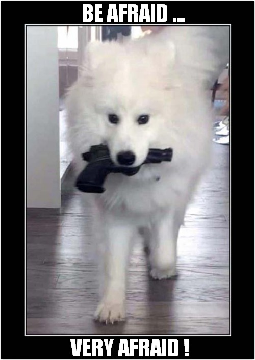 One 'Armed And Fabulous' Dog ! | BE AFRAID ... VERY AFRAID ! | image tagged in dogs,gun,armed,fabulous | made w/ Imgflip meme maker
