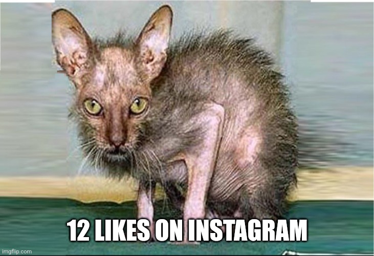 ugly cat | 12 LIKES ON INSTAGRAM | image tagged in ugly cat | made w/ Imgflip meme maker